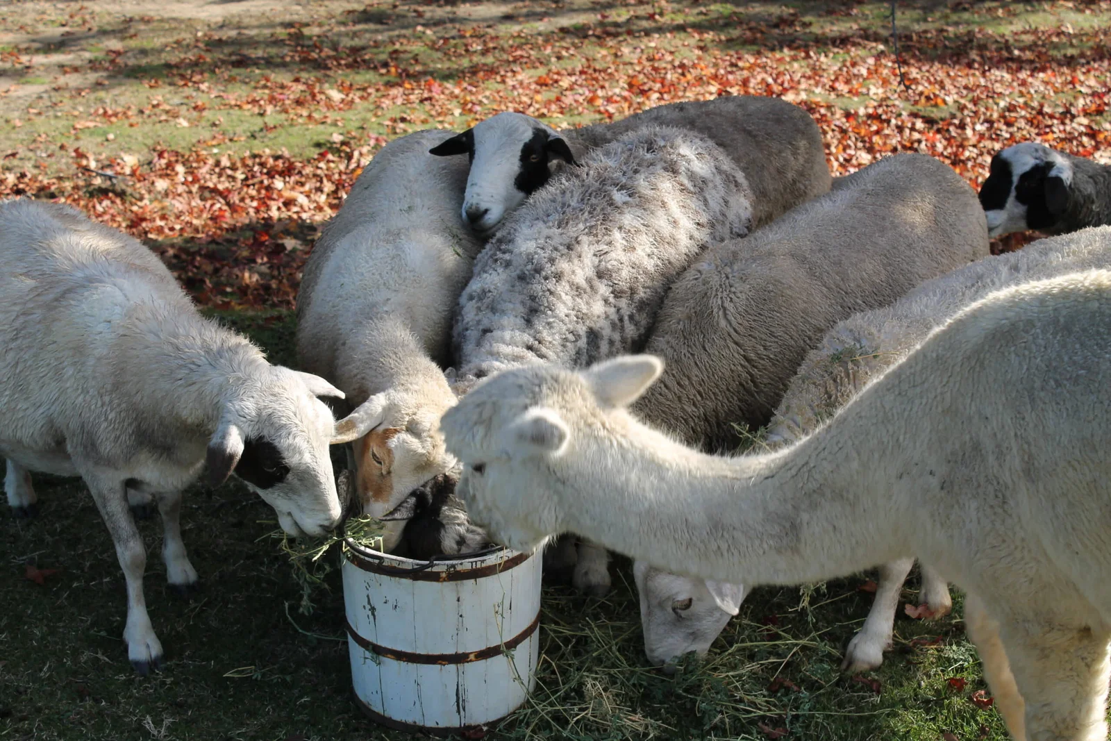 Berrima-Retreat_Sheep_Alpaca Berrima Retreat Group Accommodation for upto 55 Guests